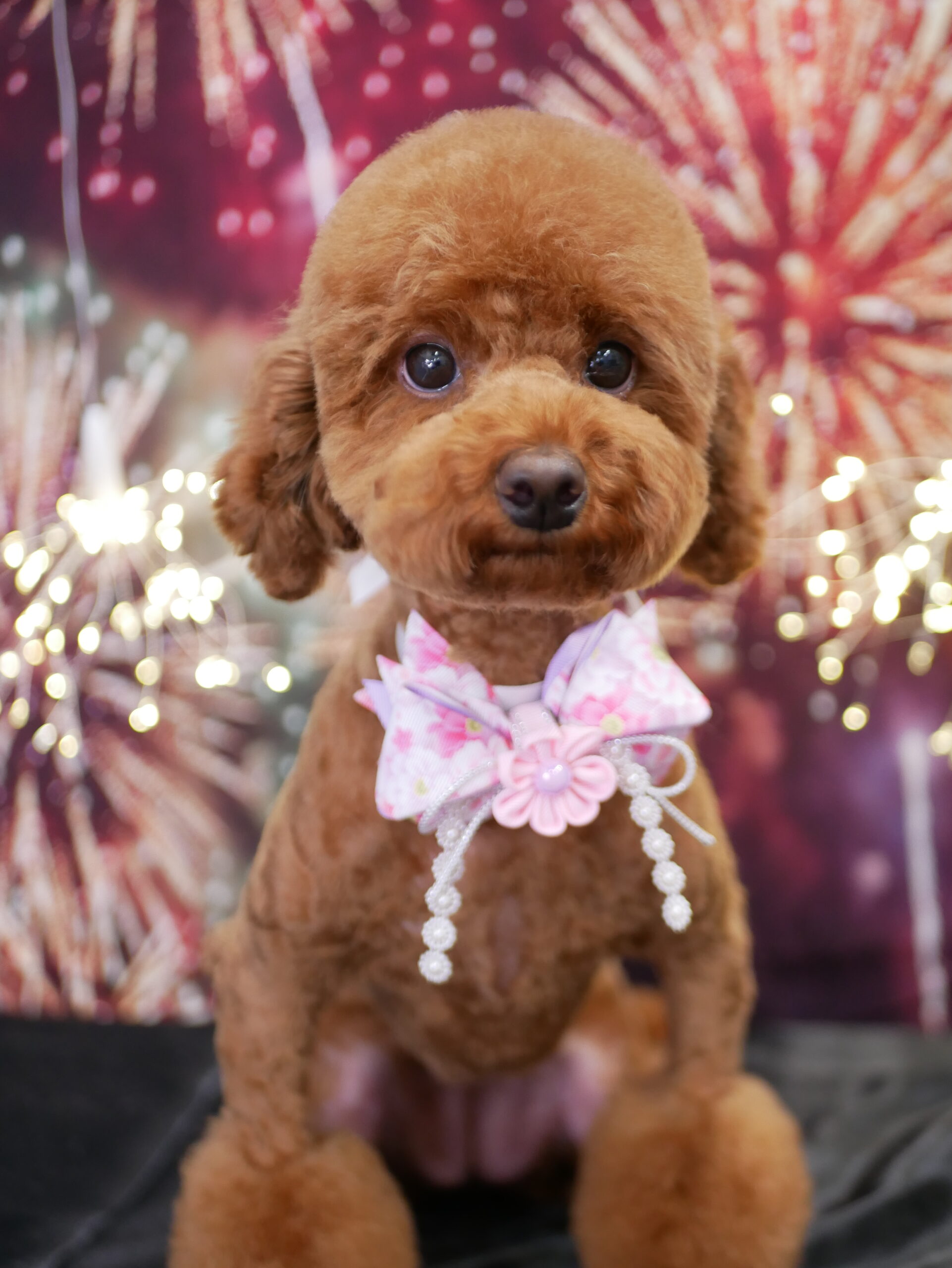 ココちゃん - 相模原のドッグサロン｜Dogsalon Tail-or小田急相模原