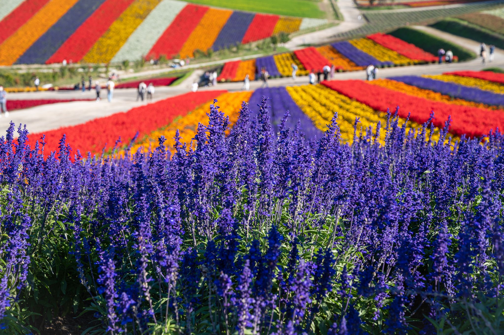 四季彩の丘 - 【公式】北海道まんなか観光ナビ