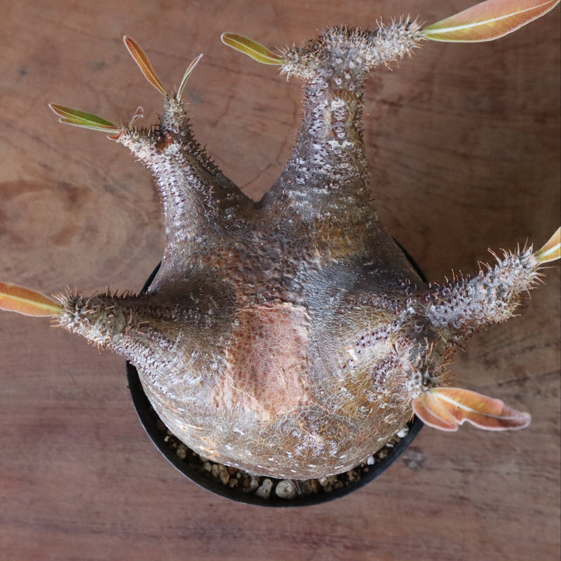 P.グラキリス1244【綴化】 – TaiShoDo ONLINE SHOP