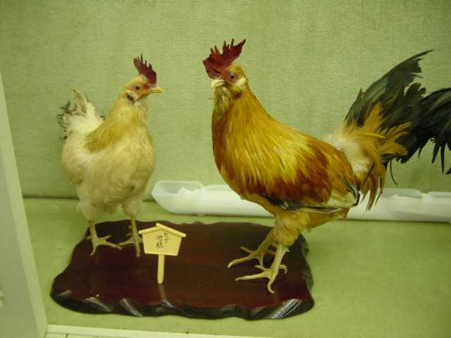 日本鶏剥製展示室（その1）」