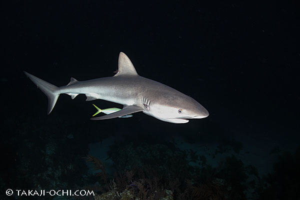 明日から、サメ三昧！バハマのタイガーシャーククルーズへ