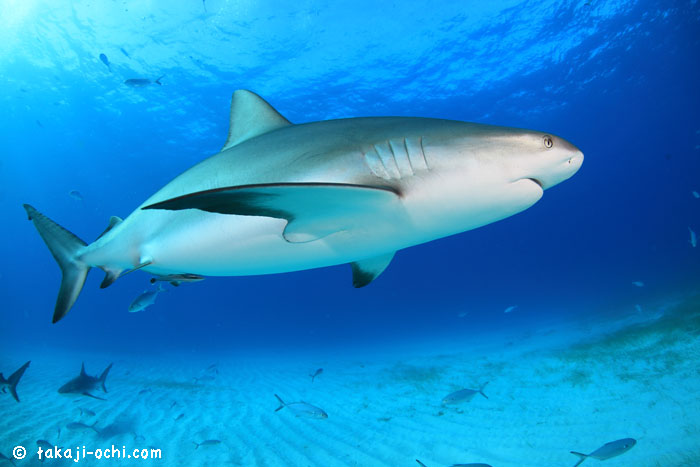 バハマ・タイガーシャークトリップ 2014 3日目、合計7個体のタイガー