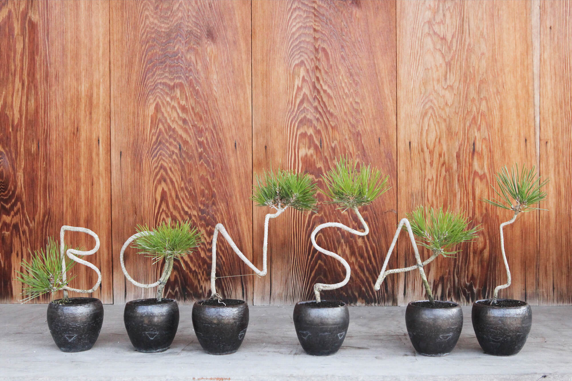 四季を通じて、盆栽を「自由に楽しみ、遊ぶ」花澤明春園 | 高松盆栽