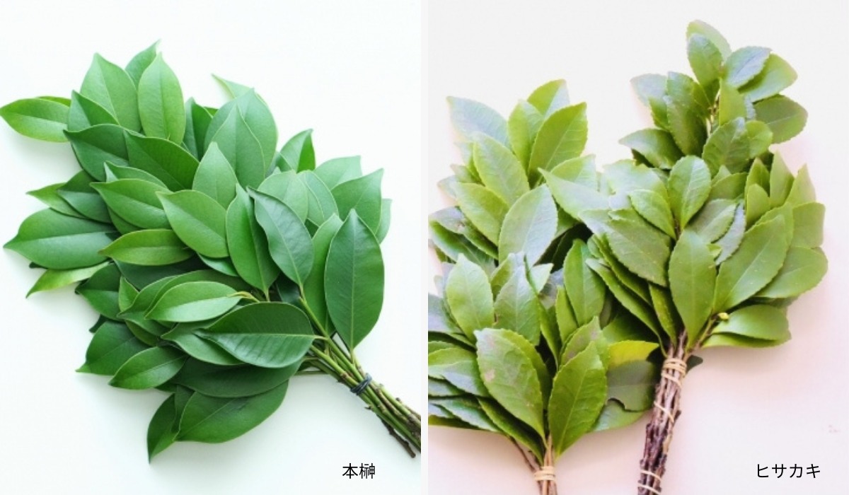 ヒサカキとは｜特徴・サカキとの違い・用途と見分け方を完全ガイド