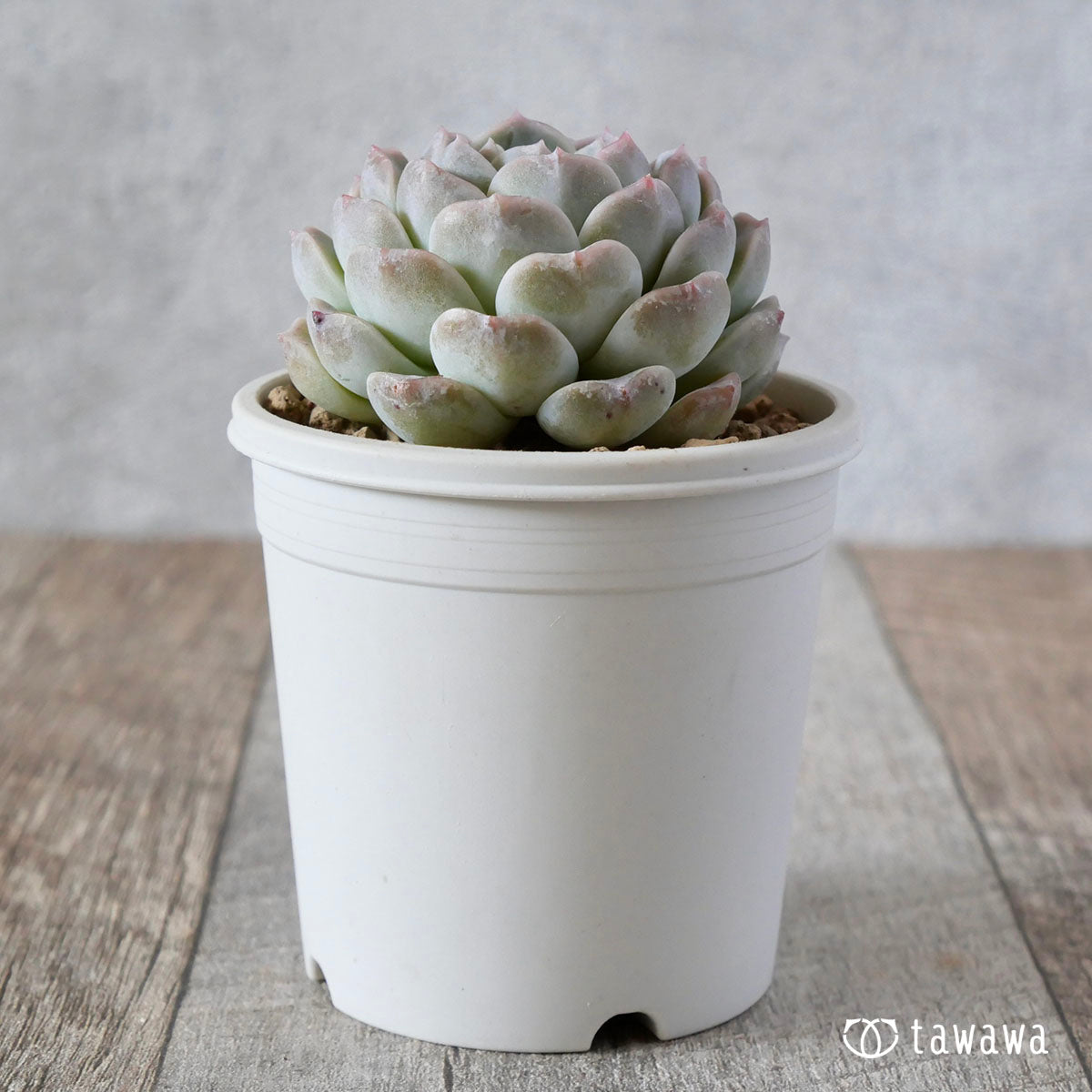 ドライアイス – 多肉植物の通販・販売サイト tawawa