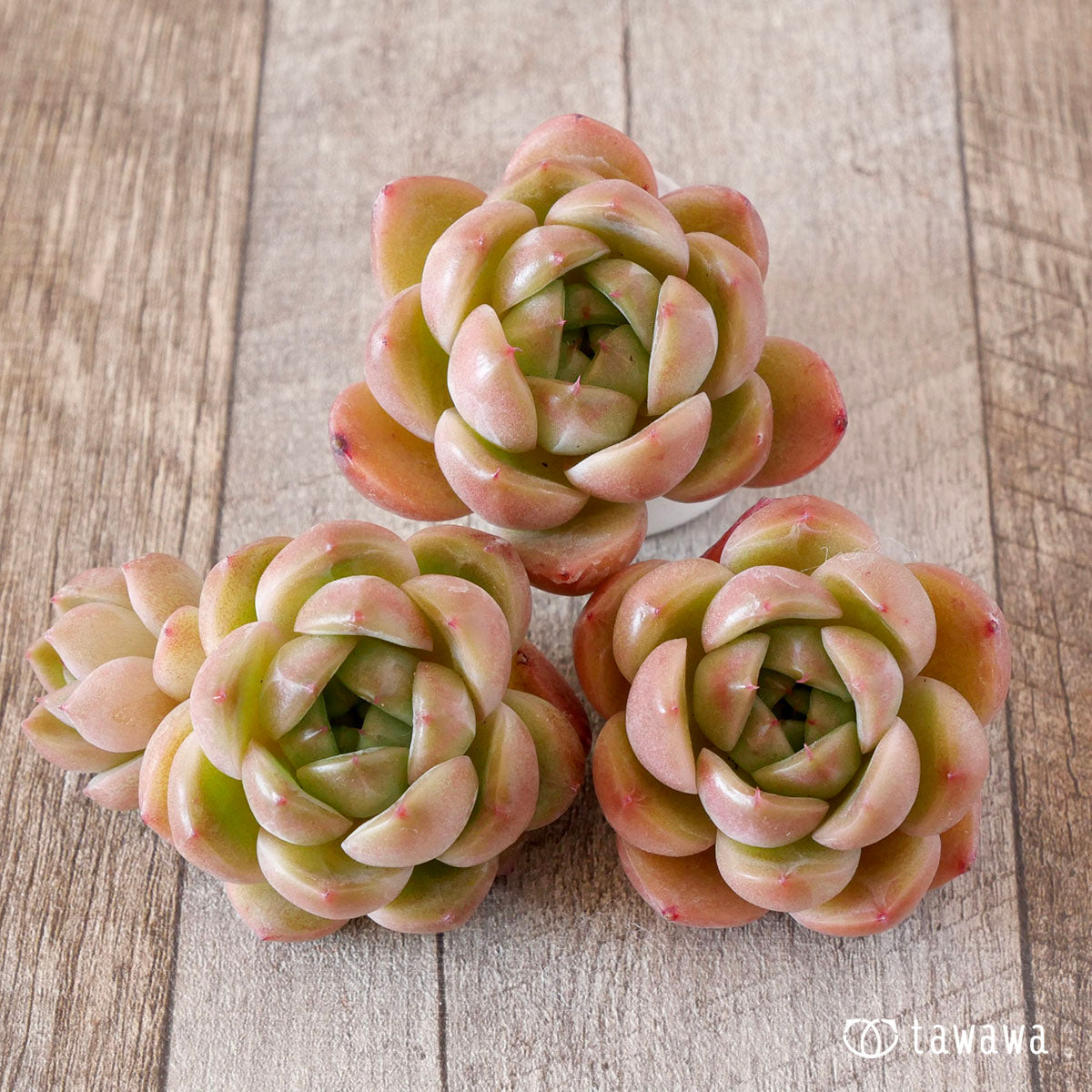 ブラッククイーンhyb選抜種②（花村農園苗） – 多肉植物の通販・販売