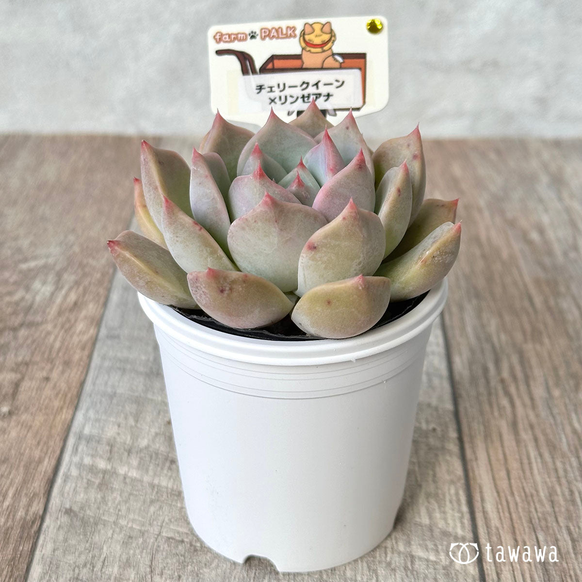 ファームパルク苗】チェリークイーン×リンゼアナ – 多肉植物の通販