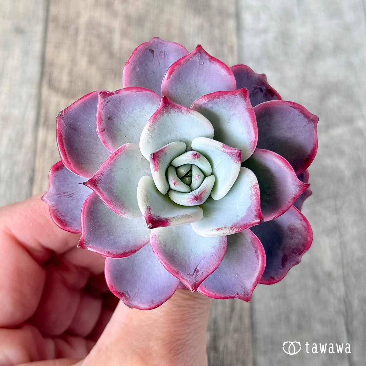 フェアリークイーン – 多肉植物の通販・販売サイト tawawa
