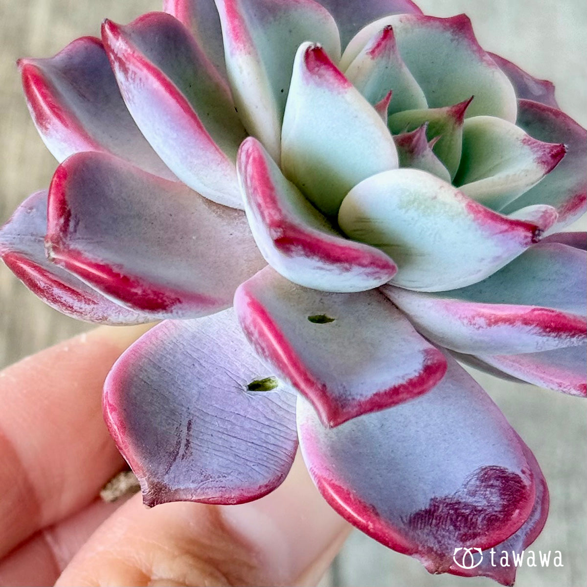 フェアリークイーン – 多肉植物の通販・販売サイト tawawa