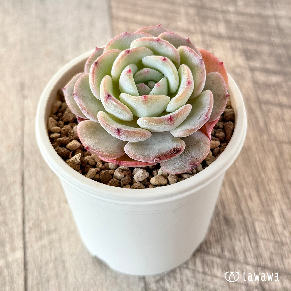 モンブラン – 多肉植物の通販・販売サイト tawawa