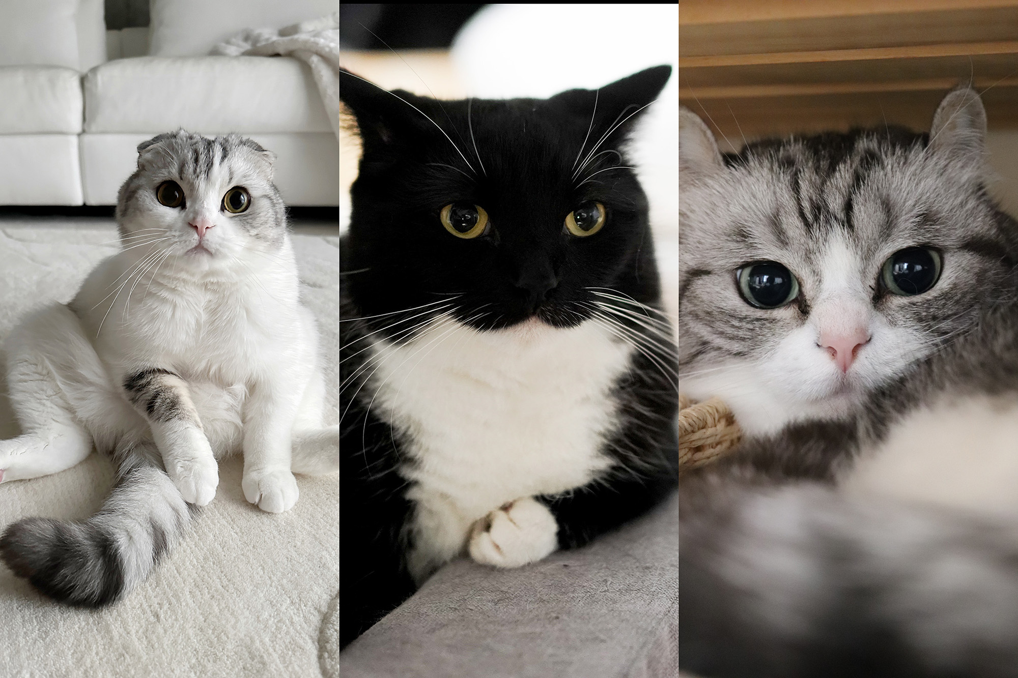 猫の合同写真展＆物販展「ねこ休み展 冬 2026」