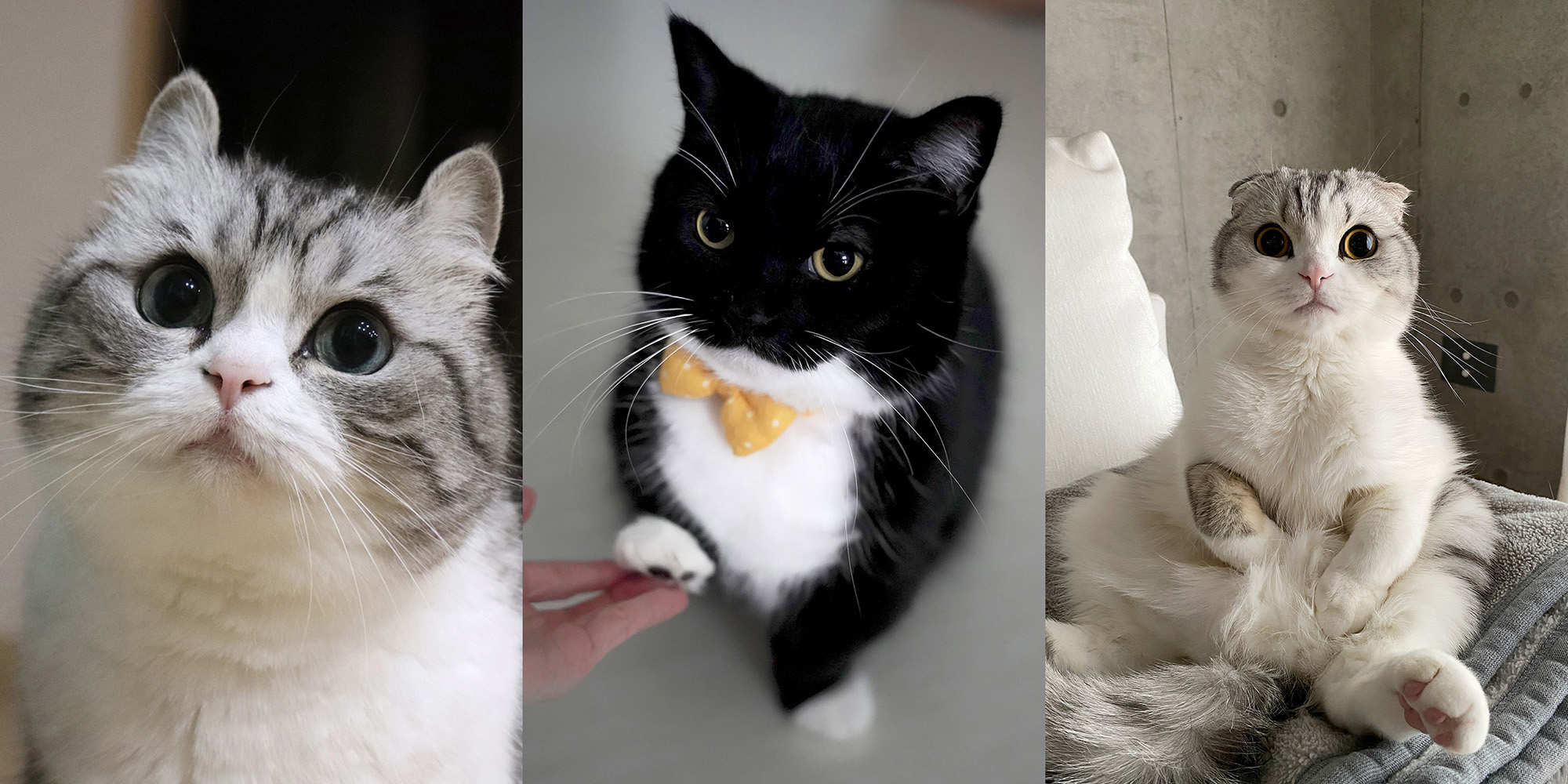 ねこ休み展＆鼻ぺちゃ展 2026 in 柏タカシマヤ