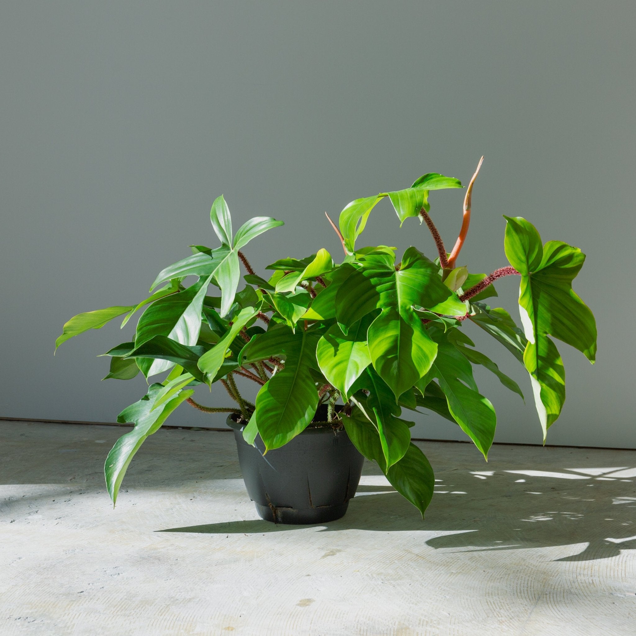 フィロデンドロン スクアミフェルム 7号ならFlower&Plants tette