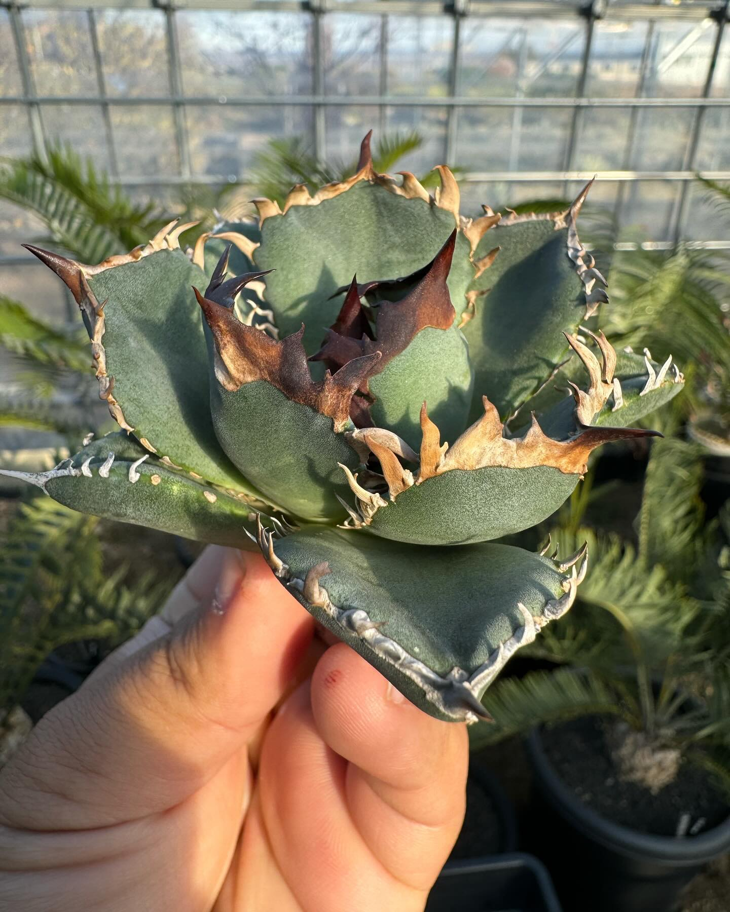 アガベ オアハカ オテロイ 実生