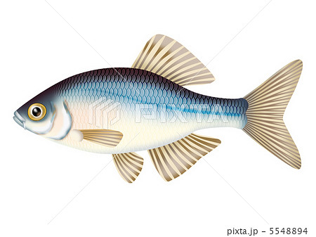 タナゴのイラスト素材 [5548894] - PIXTA