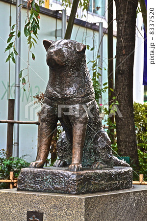 忠犬ハチ公の像（渋谷駅ハチ公口／東京都渋谷区）の写真素材 [8337520