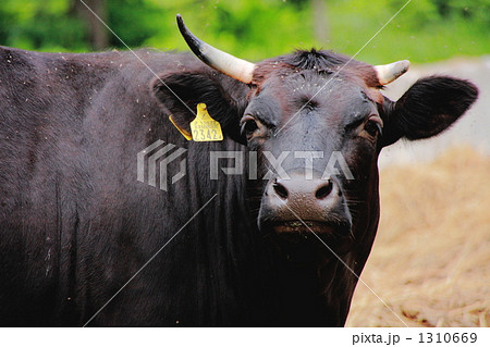 ツノ 肉牛 角の写真素材 [1310669] - PIXTA