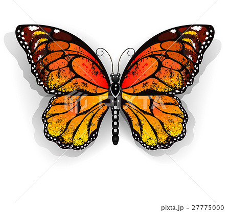 Orange butterfly monarchのイラスト素材 [27775000] - PIXTA