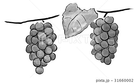 ブドウ ＜水墨画のくだもの＞のイラスト素材 [31660002] - PIXTA