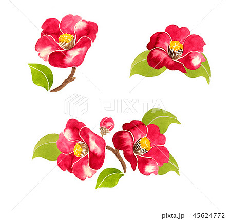 水彩の椿の花のイラスト素材 [45624772] - PIXTA