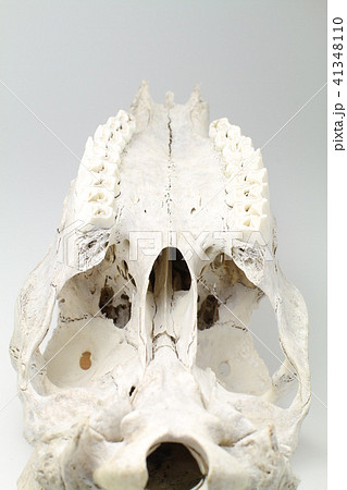 動物、鹿の頭蓋骨、シカの骨の写真素材 [41348110] - PIXTA