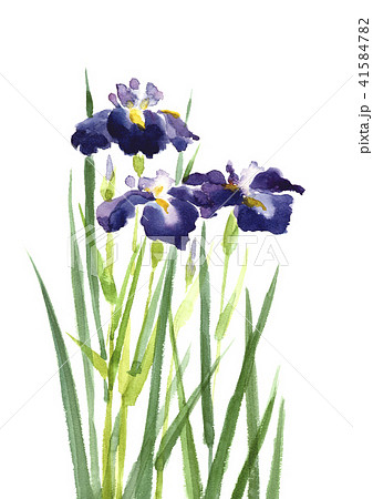 水彩イラスト:菖蒲 ショウブのイラスト素材 [41584782] - PIXTA