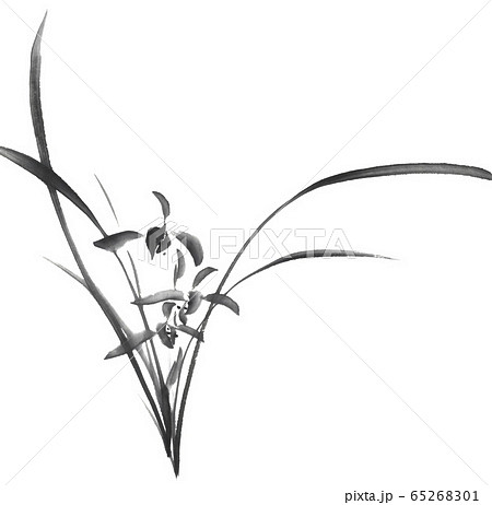 蘭 水墨画のイラスト素材 [65268301] - PIXTA