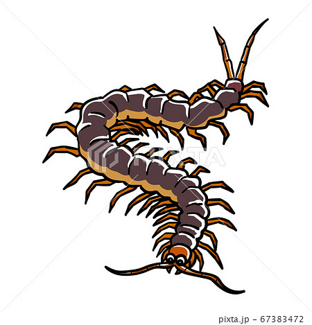 虫_ムカデのイラスト素材 [67383472] - PIXTA