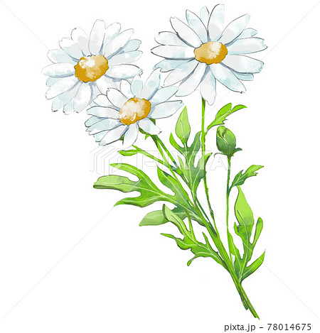 マーガレットの花束のイラスト素材 [78014675] - PIXTA