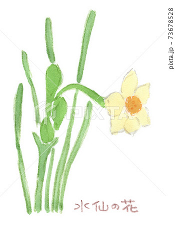 冬〜春に咲く花：水仙の花（水彩イラスト）のイラスト素材 [73678528