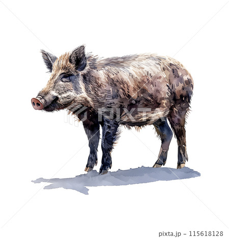 白背景に猪の水彩イラストのイラスト素材 [115618128] - PIXTA