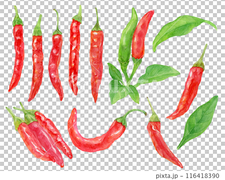 赤唐辛子 鷹の爪 水彩イラストセットのイラスト素材 [116418390] - PIXTA