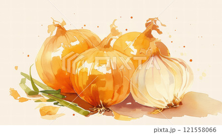 水彩画で描いた玉ねぎのイラスト素材 [121558066] - PIXTA