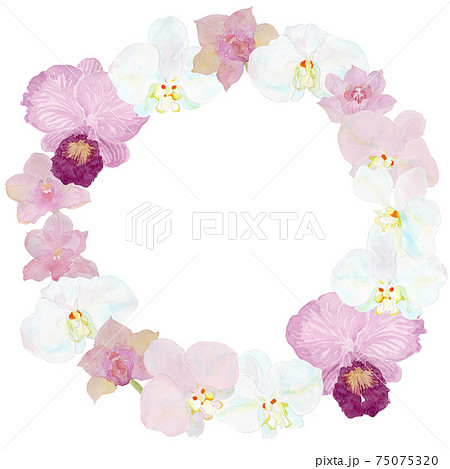 水彩画 花 シンビジウム 蘭のイラスト素材 - PIXTA