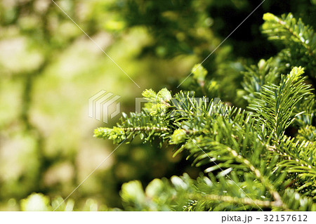 もみの木の新芽の写真素材 - PIXTA