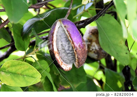 あけび つるの写真素材 - PIXTA