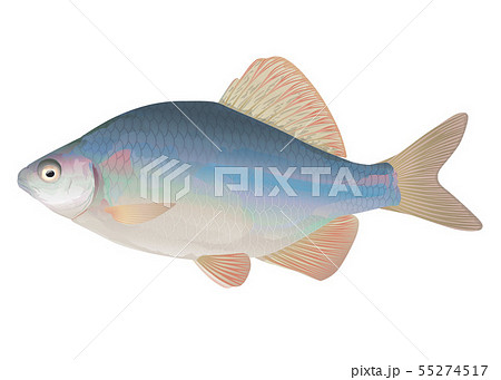 タナゴのイラスト素材 - PIXTA