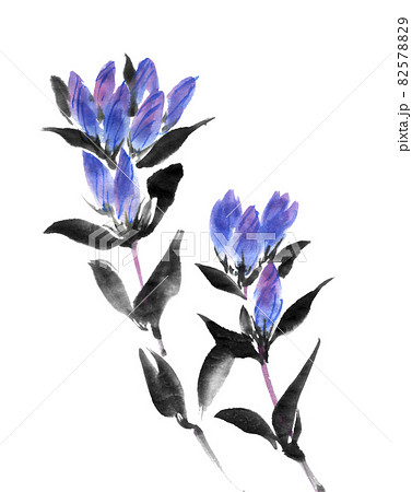 リンドウ 葉のイラスト素材 - PIXTA