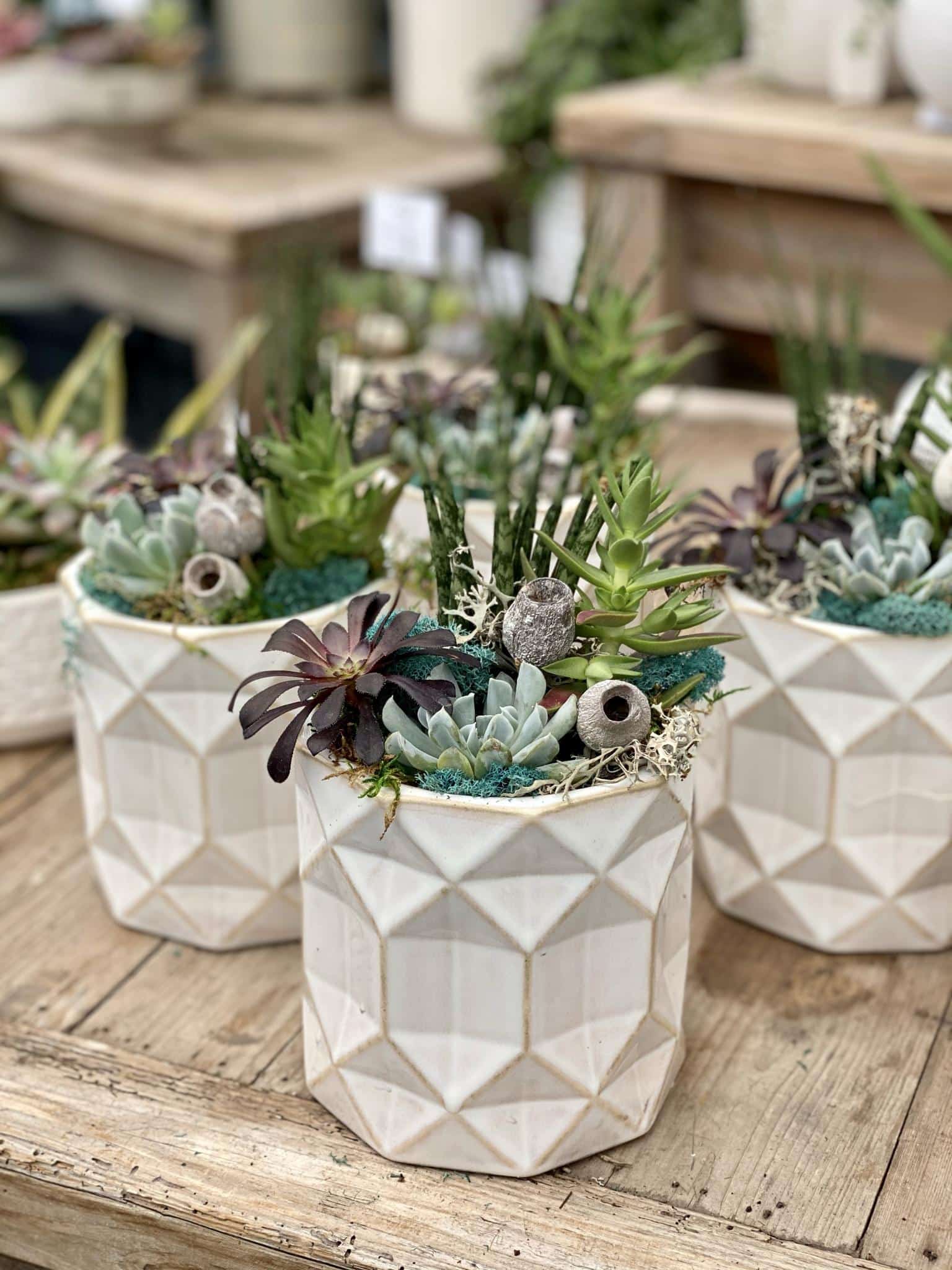 Succulent Planters | The Watering Can Flower Market