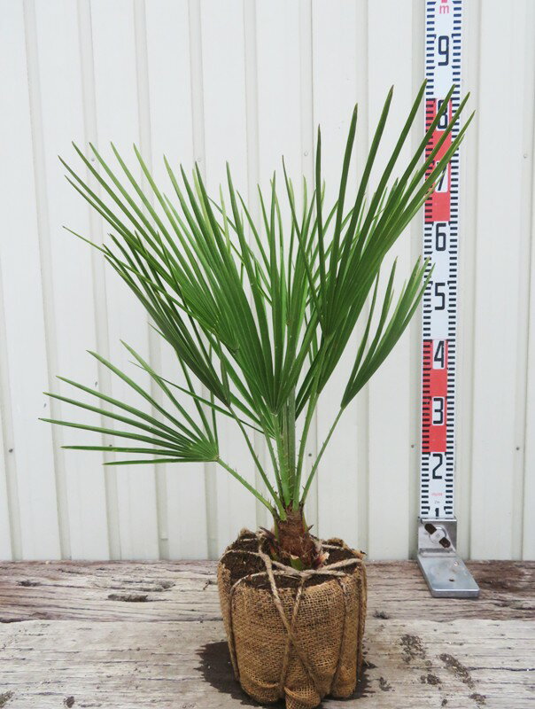 楽天市場】ヤシ チャメロプスの通販