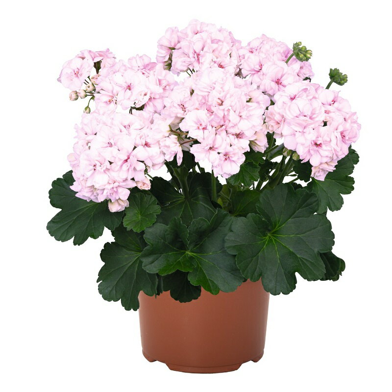 楽天市場】ゼラニウム 品種（カラーピンク）の通販