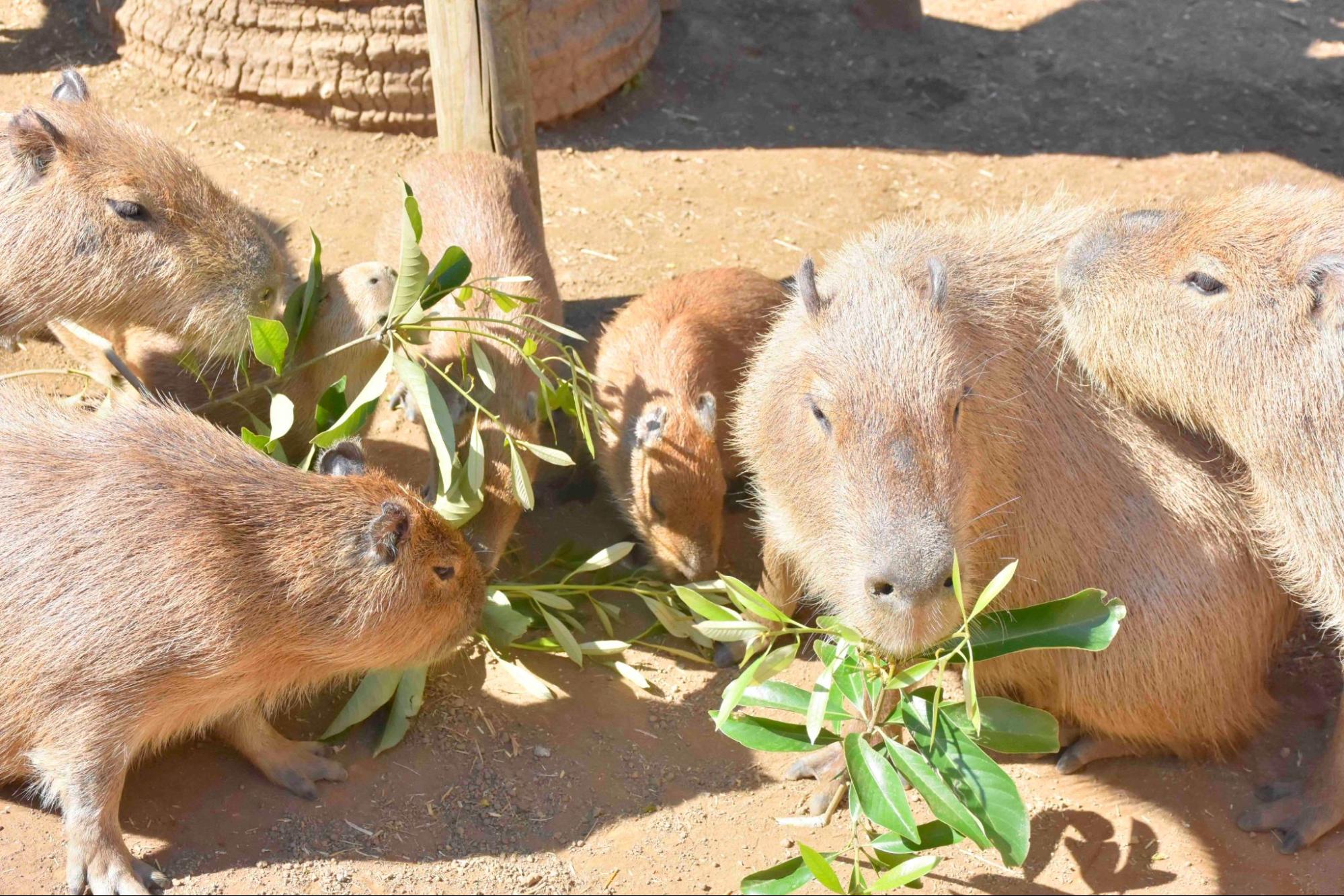 カピバラののんびりした外見に隠された“意外な一面”とは！？【飼育