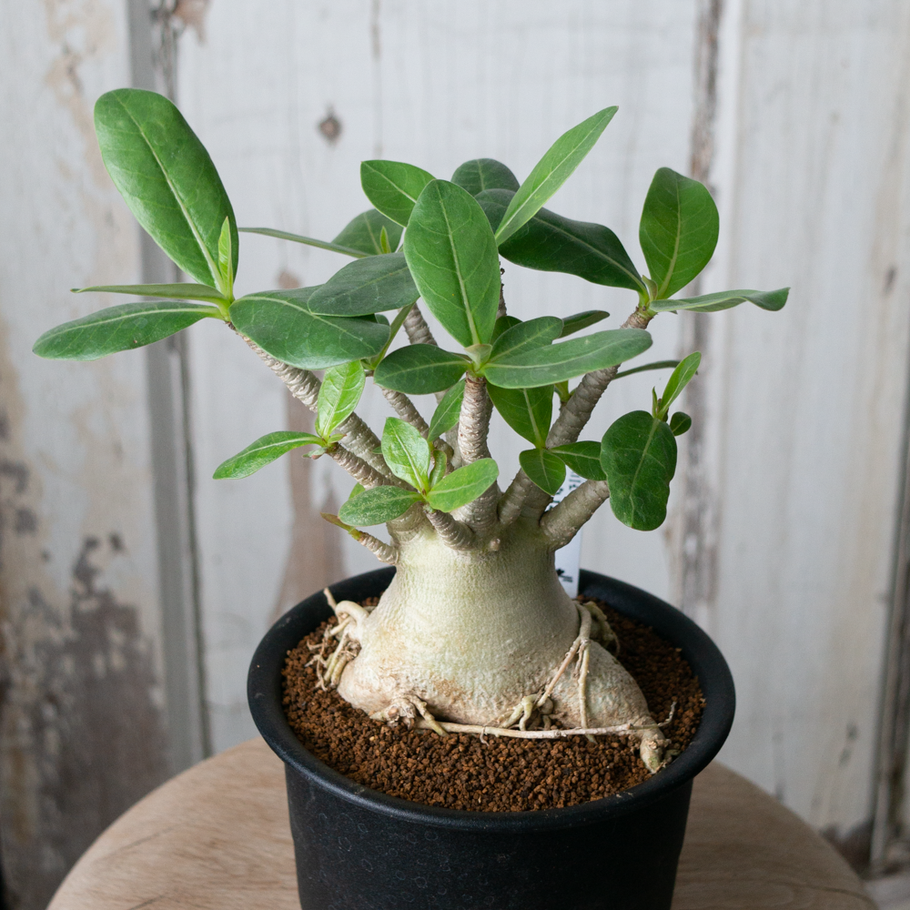 5/26 UP】アデニウム アラビクム（アラビカム） - tocolier