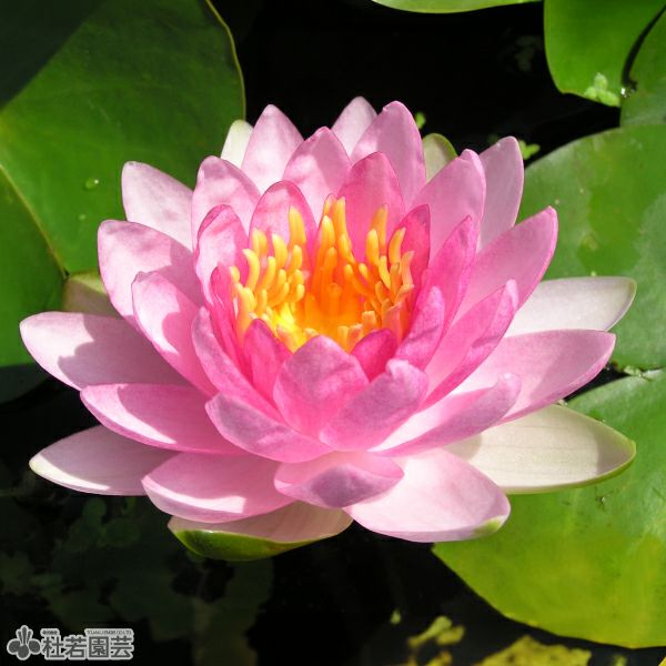 スイレン】 フレンミア(温帯睡蓮) 19cmカゴ | 杜若園芸WEBショップ