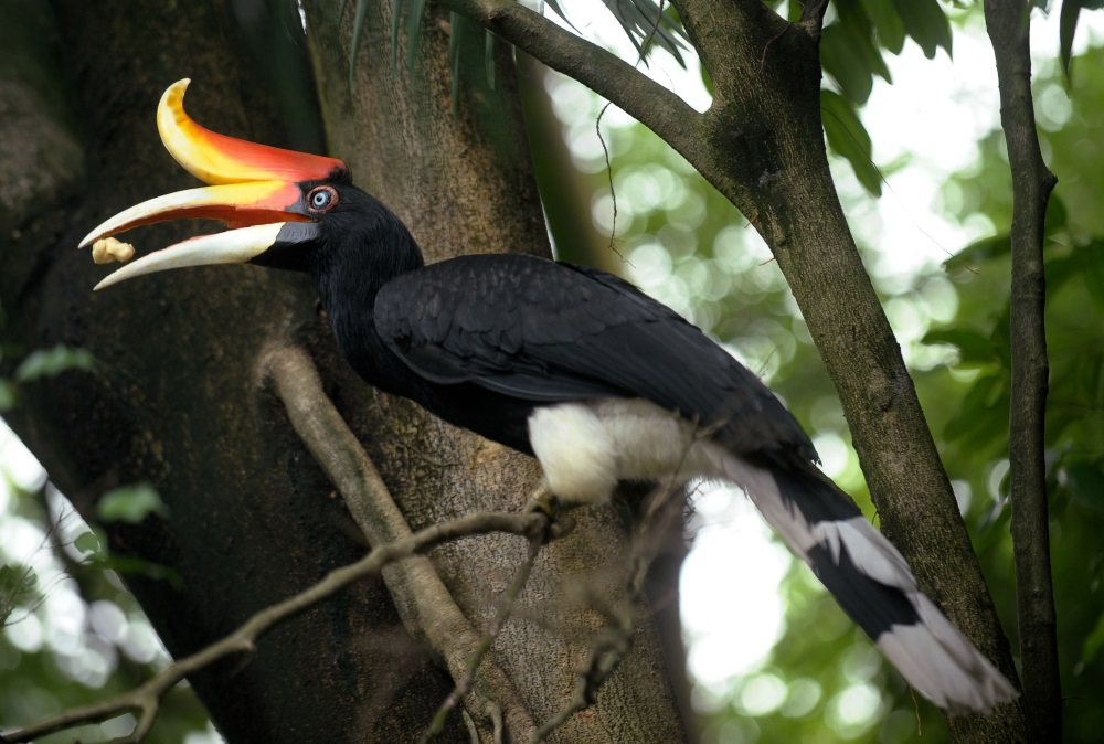 サイチョウ(Rhinoceros Hornbill)|鳥の図鑑