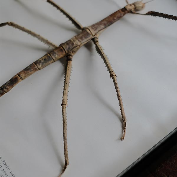 Giant Stick Insect ナナフシ 標本 – zakka store towi