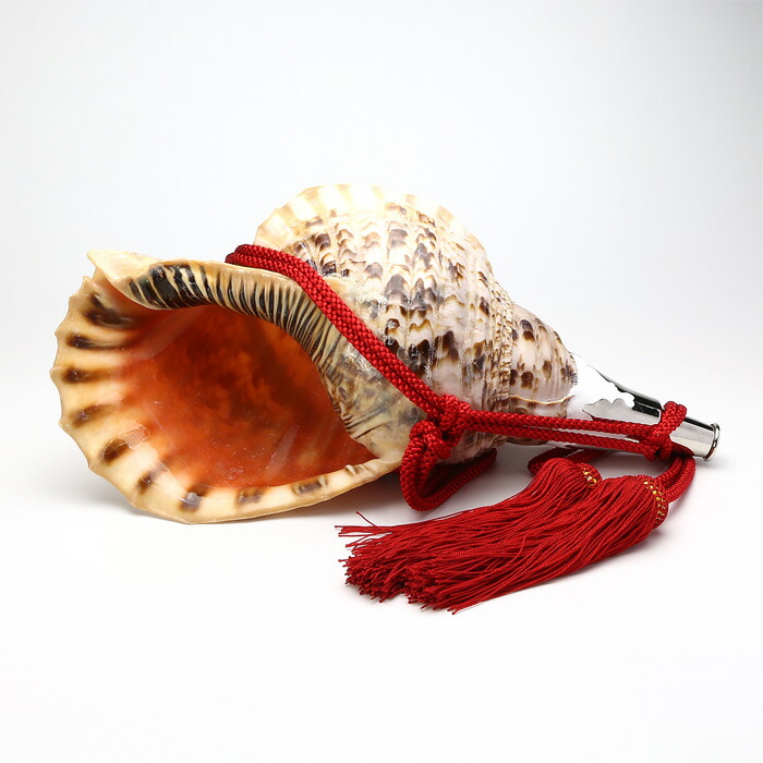 楽天市場】【 伊勢 宮忠 】【 No.10 法螺貝（ほら貝） 大型 】全長41.2