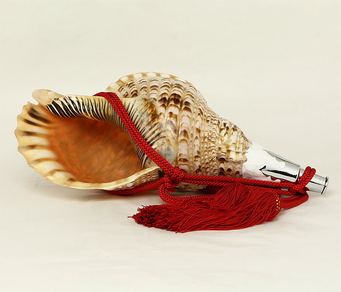 楽天市場】【 伊勢 宮忠 】【 No.1 法螺貝（ほら貝） 大型 】全長42.9