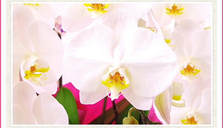 楽天市場】今ならつぼみ、または花付き！--『大輪白胡蝶蘭 「V3」【花