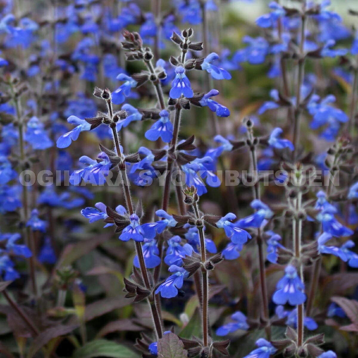 楽天市場】シナロアセージ （サルビア 'コスミックブルー'） : お